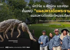 นักวิจัย ม.ทักษิณ และคณะ ค้นพบ แมลงหางดีดพระรามเก้า แมลงหางดีดชนิดใหม่ของโลก