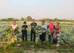 พาณิชย์แพร่ !!! เชื่อมโยงตลาดกะหล่ำปลี ช่วยเกษตรกรระบายผลผลิต สร้างเสถียรภาพราคา