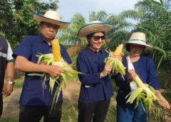 ข้าวโพดหวานท่าแพ” ฝ่าวิกฤตร้อน สร้างงานสร้างรายได้ กระจายอาชีพสู่ชุมชน