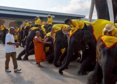 จาก 9 เชือกในปีที่ผ่านมา สู่เชือกแรกปีนี้ “พลายมิตรภาพ” สัญลักษณ์ความสำเร็จการดูแลและอนุรักษ์ช้างไทยของปางช้างสวนนงนุชพัทยา
