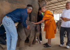 “สัญญาณแห่งความอุดมสมบูรณ์! สวนนงนุชพัทยาต้อนรับ ‘พังฟ้ารุ่ง’ ลูกช้างเชือกที่ 2 ใน 1 เดือน”